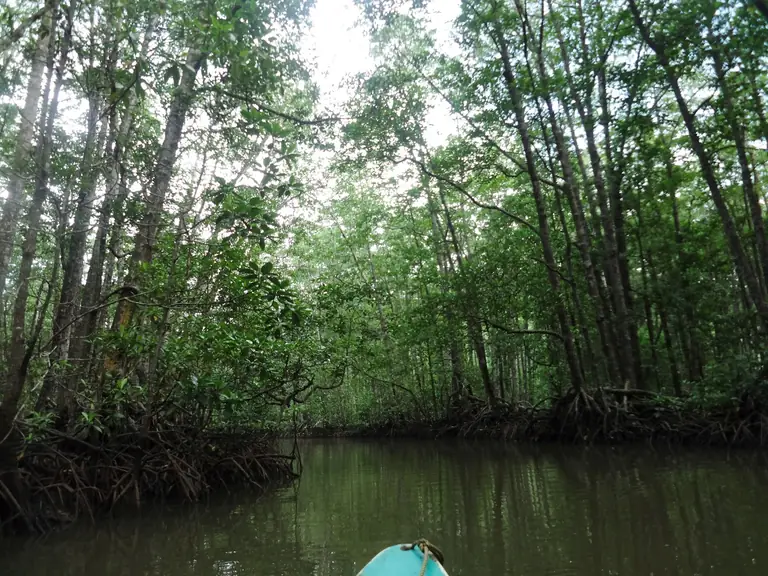 Sabang Mangrove Forest