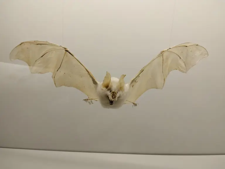 Museo di Storia Naturale Giancarlo Ligabue (Fondaco dei Turchi)