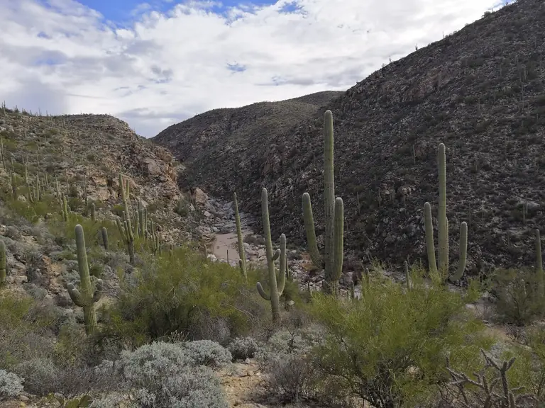 Coronado National Forest
