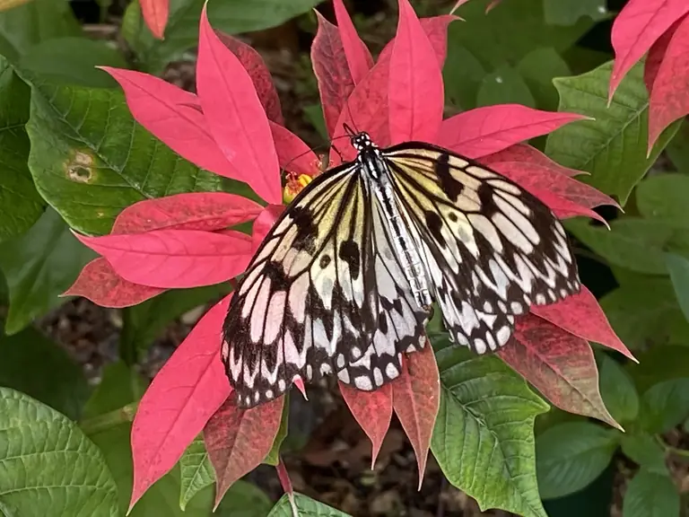 Butterfly World - Boca Raton