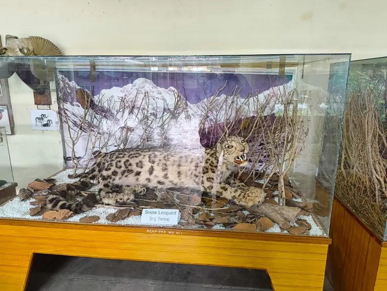 International Mountain Museum