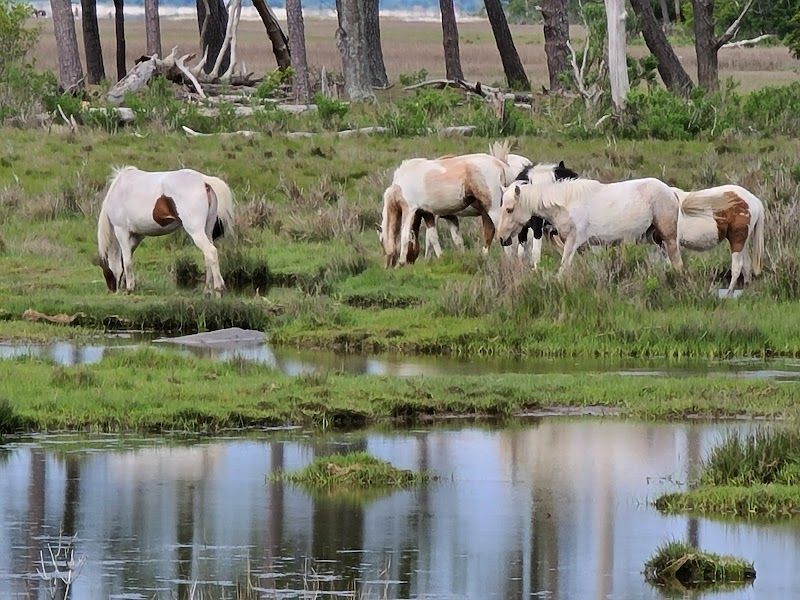 Chincoteague National Wildlife Refuge