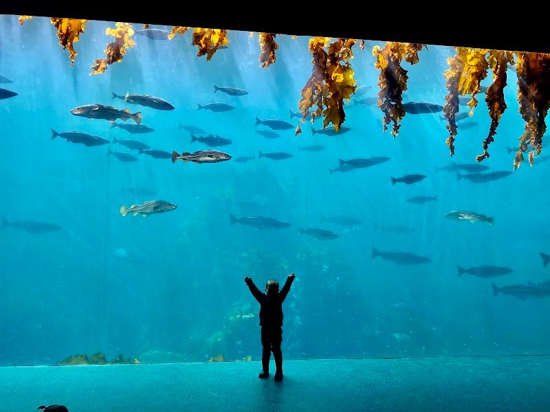 Ålesund Aquarium (Atlanterhavsparken)