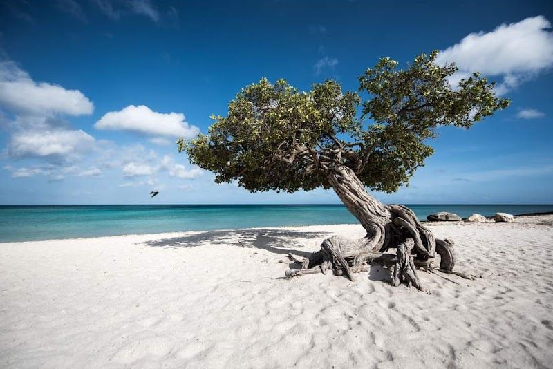 Eagle Beach - Aruba - Aruba