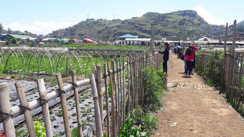 Explore La Trinidad Strawberry Farm