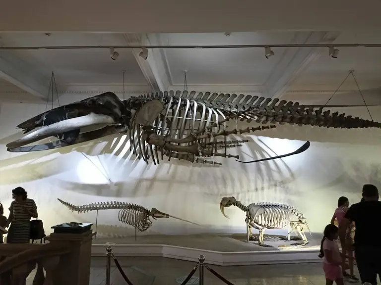 Grigore Antipa National Museum of Natural History