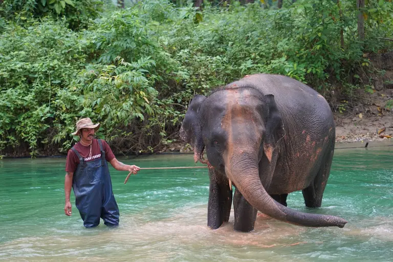 Elephant Home