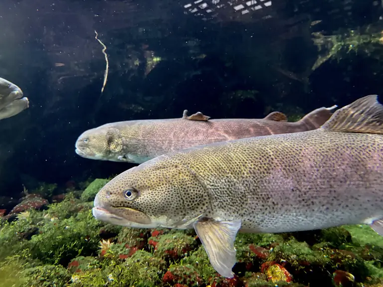 Takumi no Yakata Forest Aquarium
