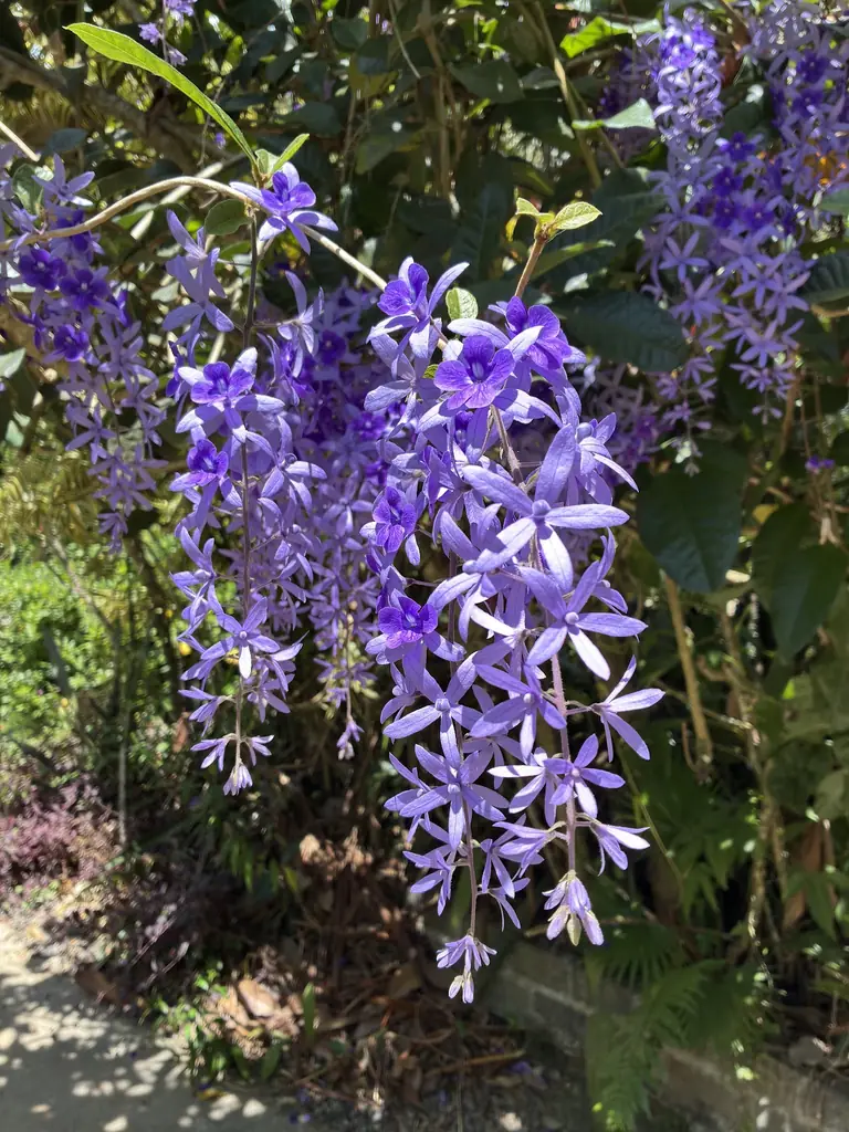 Kot Man-Ya Exotic Flower Garden