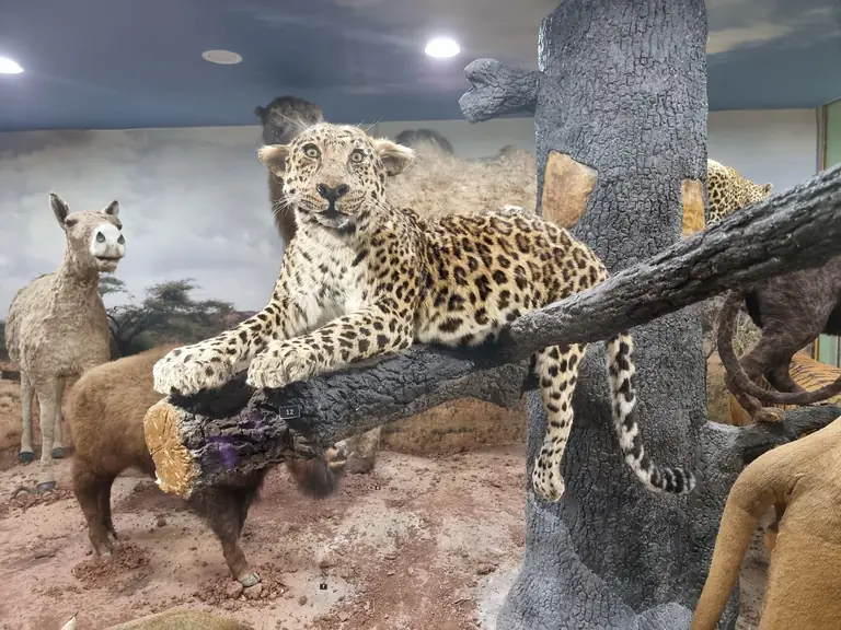 Museum of Natural Sciences
