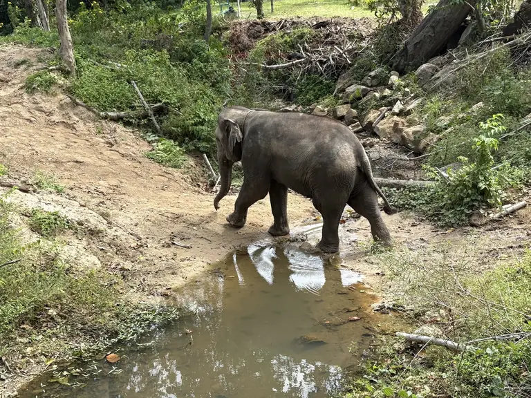 Elephant Jungle Sanctuary Samui (Soi 1 Branch)