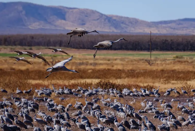 Whitewater Draw Wildlife Area
