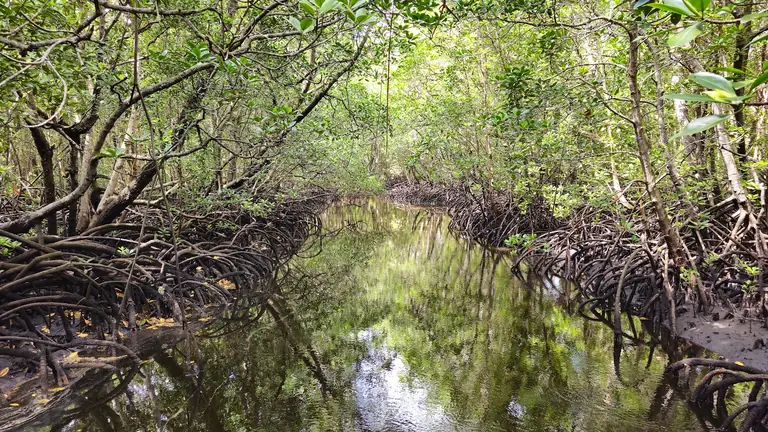 Jozani Forest National Park Mangrove Walk